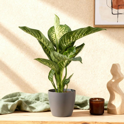 Kamerplanten - Diefenbachia Tropic Snow - Dieffenbachia - Weinig onderhoud - Groen - 1 Plant - met Potter Grijs - Pot 21cm - Hoogte 90-100cm