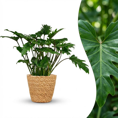 Philodendron - Philodendron Xanadu - Groen - Weinig onderhoud - 1 Plant - met Mand - Pot 19cm - Hoogte 60cm