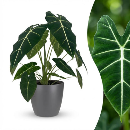 Olifantsoor - Alocasia Frydek - Groen - Weinig onderhoud - 1 Plant - met Potter Grijs - Pot 19cm - Hoogte 60cm