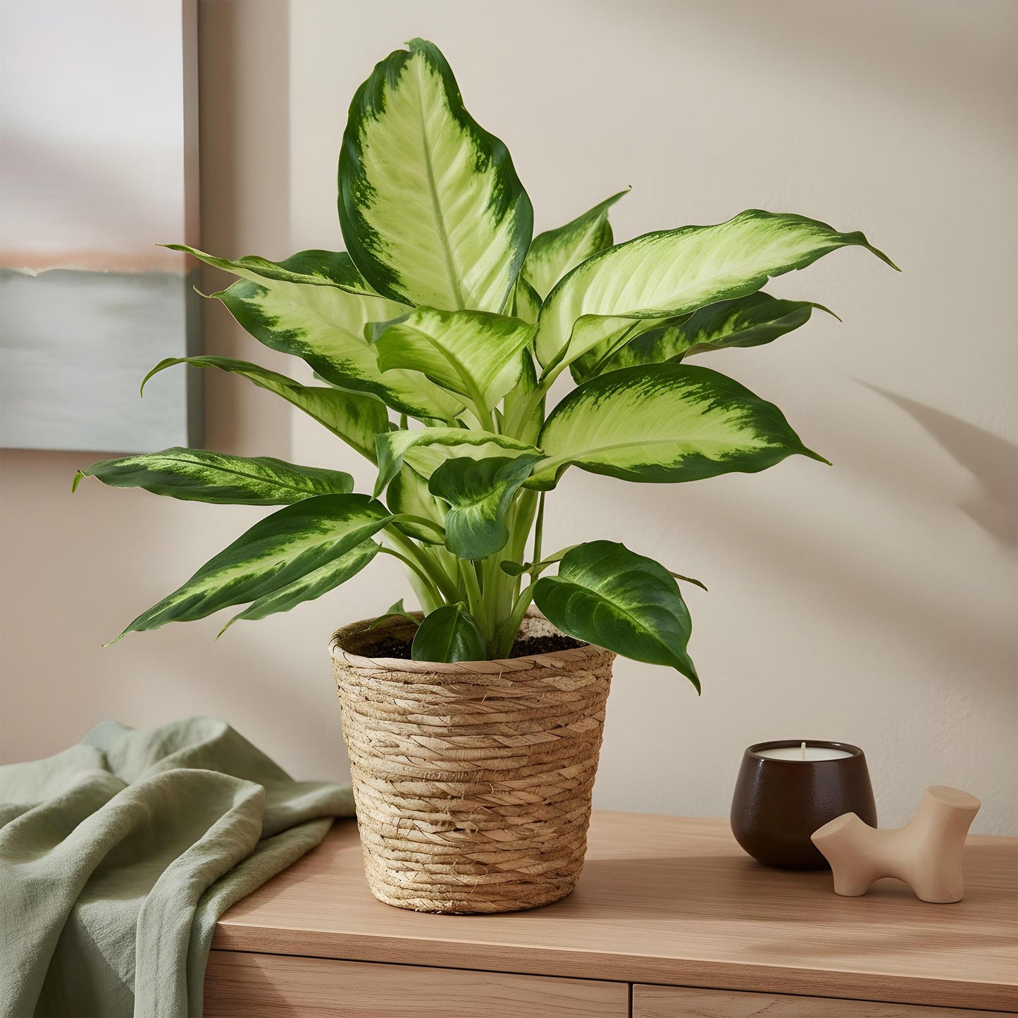 Kamerplanten - Diefenbachia Camilla - Dieffenbachia - Weinig onderhoud met mand - Groen - 2 Planten - Pot 17cm - Hoogte 45-50cm
