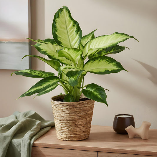 Kamerplanten - Diefenbachia Camilla - Dieffenbachia - Weinig onderhoud met mand - Groen - 2 Planten - Pot 17cm - Hoogte 45-50cm