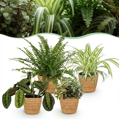 Mix van 4 - Huisdiervriendelijke Planten 4 Planten - met Mand - Pot 12cm - Hoogte 25cm