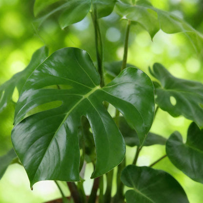 Kamerplanten - Monstera Deliciosa - Gatenplant - Weinig onderhoud - Groen - 1 Plant - met Potter Wit - Pot 21cm - Hoogte 70-80cm