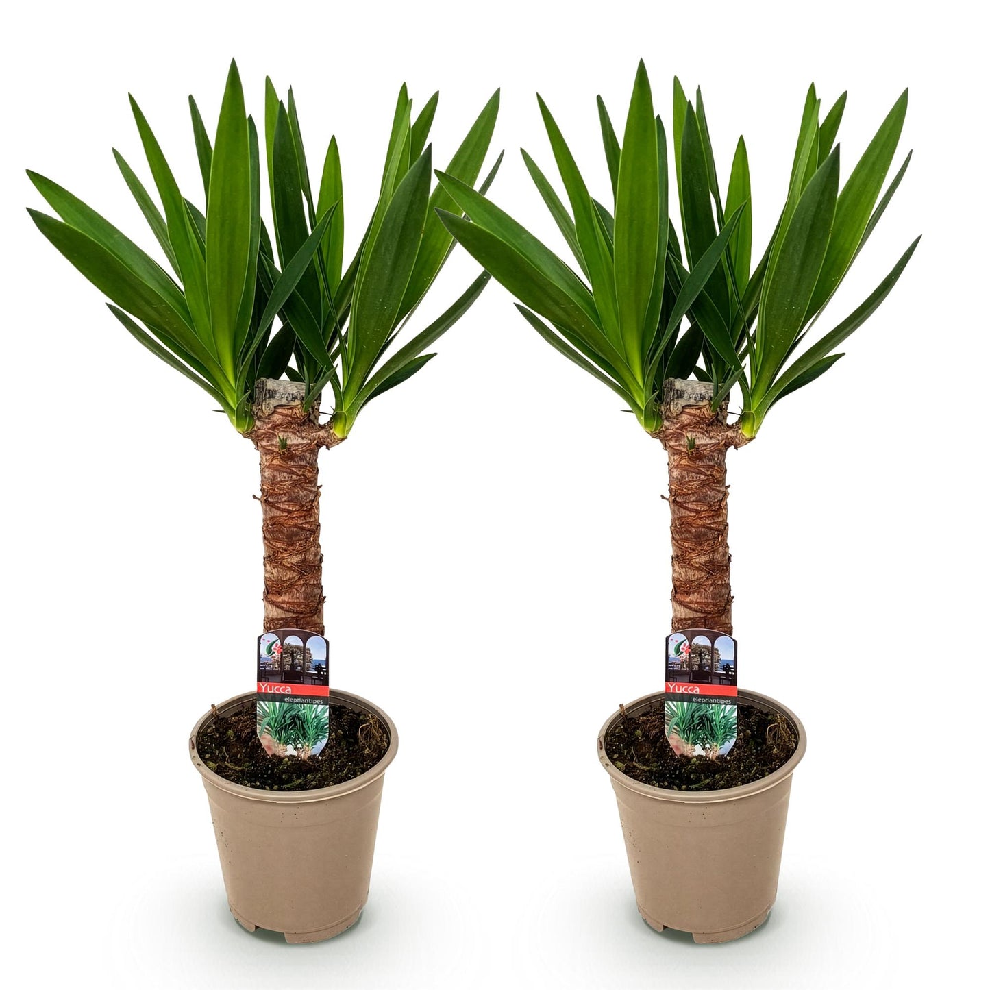 Yucca elephantipes - Yucca - Weinig onderhoud 2 stuks Pot 14cm - Hoogte 55cm