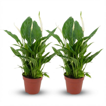 Spathiphyllum (Lepelplant) – Set van 2 Luchtzuiverende Kamerplant met Witte Bloemen 35-40 cm