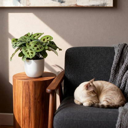 Kamerplant - Maranta Fascinator Kerchoveana - Zebraplant - Huisdiervriendelijke Plant met Potter Wit - Pot 12cm - Hoogte 25cm