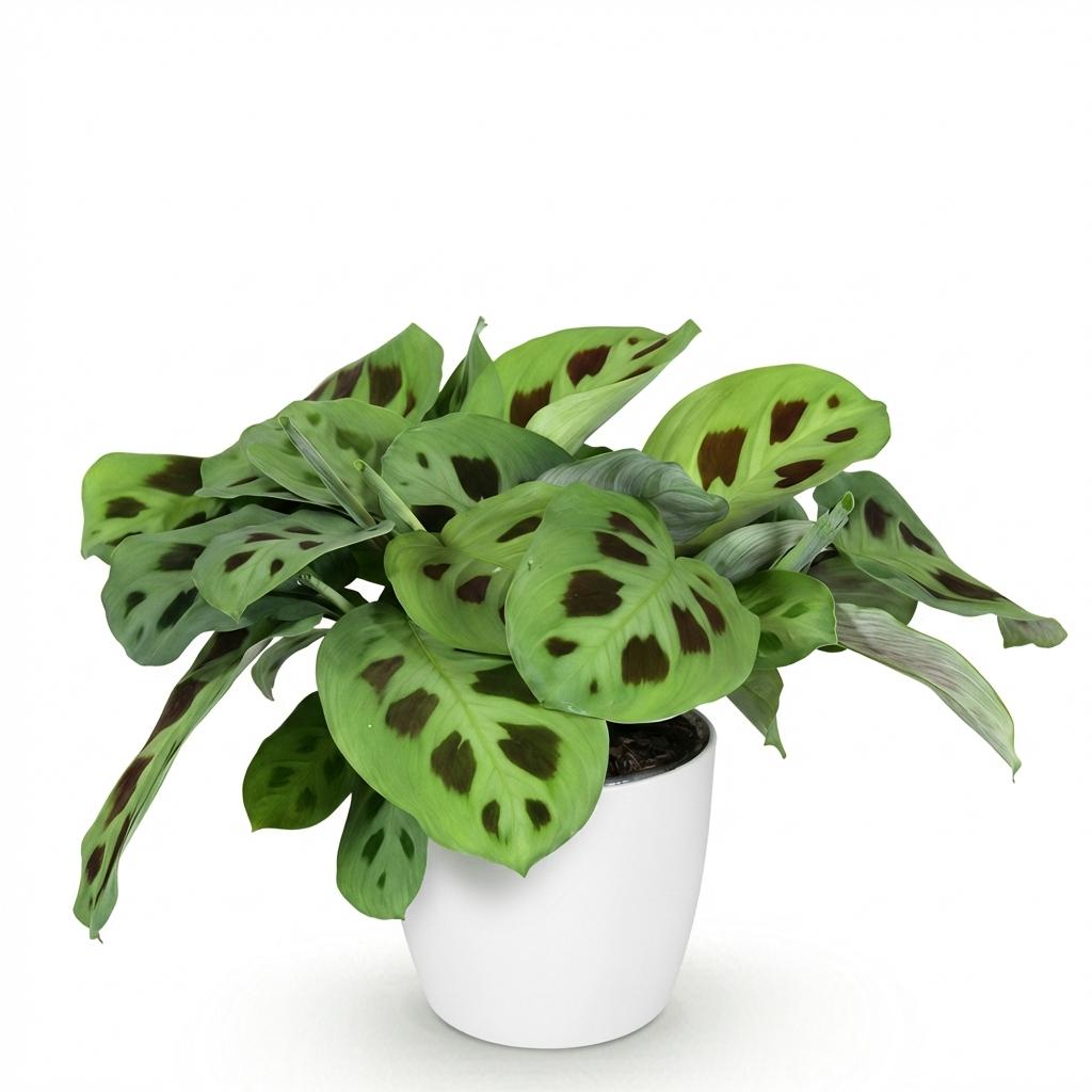 Kamerplant - Maranta Fascinator Kerchoveana - Zebraplant - Huisdiervriendelijke Plant met Potter Wit - Pot 12cm - Hoogte 25cm