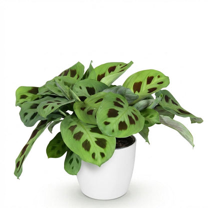 Kamerplant - Maranta Fascinator Kerchoveana - Zebraplant - Huisdiervriendelijke Plant met Potter Wit - Pot 12cm - Hoogte 25cm