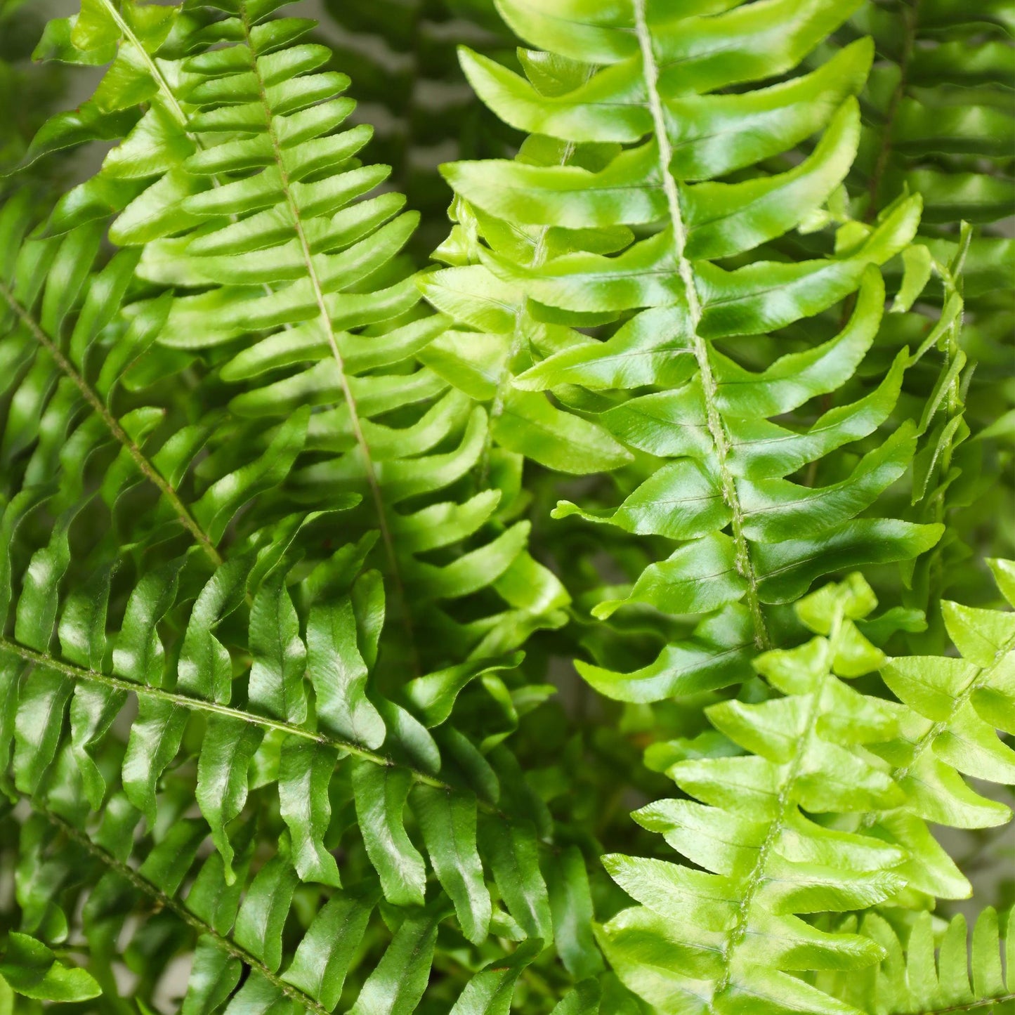 Nephrolepsis exaltata Green Lady - Varen - Huisdiervriendelijke Plant - Groen - 2 Planten - met Potter Wit - Pot 12cm - Hoogte 25cm