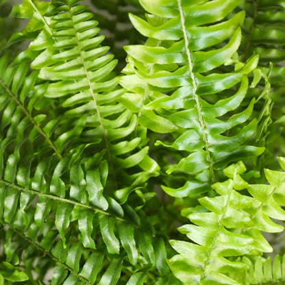 Nephrolepsis exaltata Green Lady - Varen - Huisdiervriendelijke Plant - Groen - 2 Planten - met Potter Wit - Pot 12cm - Hoogte 25cm