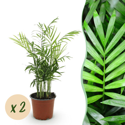 Kamerplant - Chamaedorea elegans - Goudpalm - Huisdiervriendelijk - Groen - 2 Planten - Pot 12cm - Hoogte 35-40cm