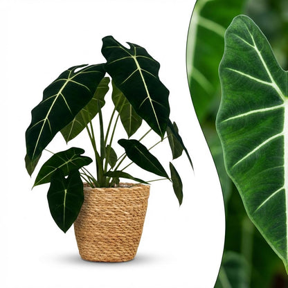 Olifantsoor - Alocasia Frydek - Groen - Weinig onderhoud - 1 Plant - met Mand - Pot 19cm - Hoogte 60cm