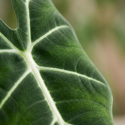 Olifantsoor - Alocasia Frydek - Groen - Weinig onderhoud - 1 Plant - met Potter Wit - Pot 19cm - Hoogte 60cm
