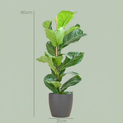 Ficus Lyrata kopen Vioolbladplant 80 cm met Pot Eyecatcher