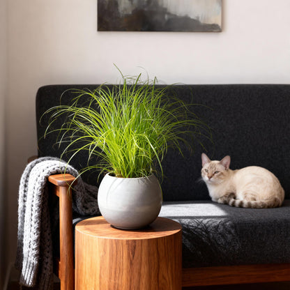 Kamerplant - Cyperus alternifolius Zumula - Kattengras - Huisdiervriendelijke Plant Pot 12cm - Hoogte 20cm