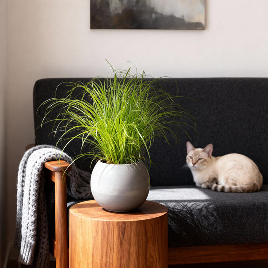 Kamerplant - Cyperus alternifolius Zumula - Kattengras - Huisdiervriendelijke Plant Pot 12cm - Hoogte 20cm