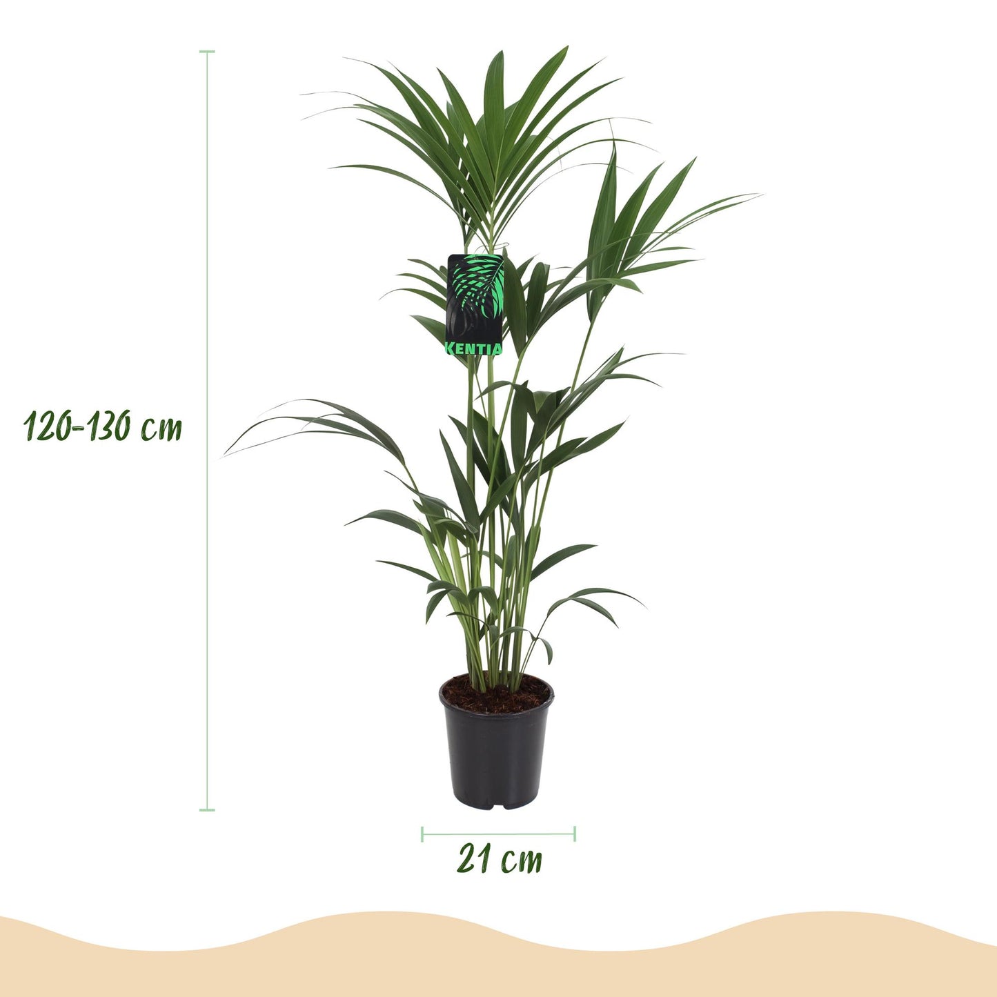 Kamerplant - Howea Forsteriana - Kentia Palm - Weinig Onderhoud - Groen - 1 Plant - met Mand - Pot 21cm - Hoogte 120-130cm
